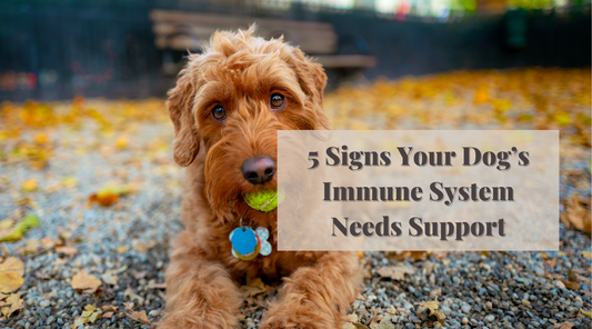 5 Signs Your Dog’s Immune System Needs Support
