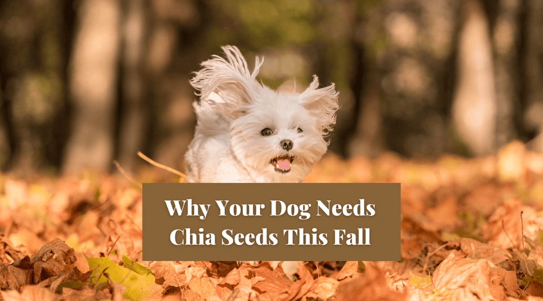 Why Your Dog Needs Chia Seeds This Fall