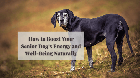How to Boost Your Senior Dog’s Energy and Well-Being Naturally