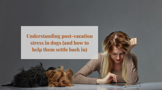 Understanding post-vacation stress in dogs (and how to help them settle back in)