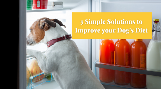 5 Simple Solutions to Improve your Dog's Diet