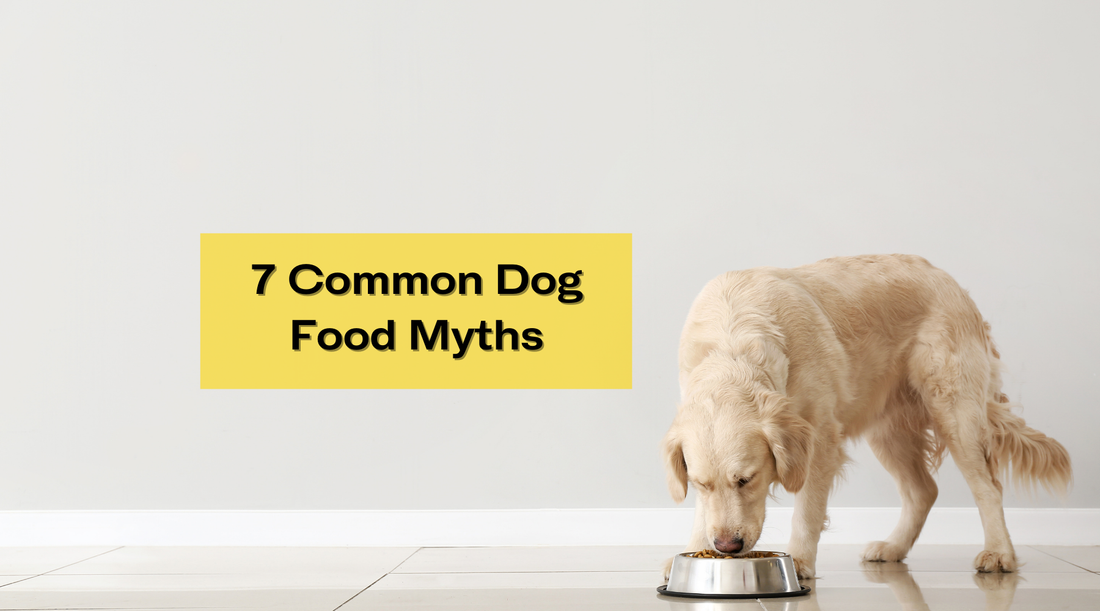 golden retriever eating food for blog The Barkery 7 Common Dog Food Myths