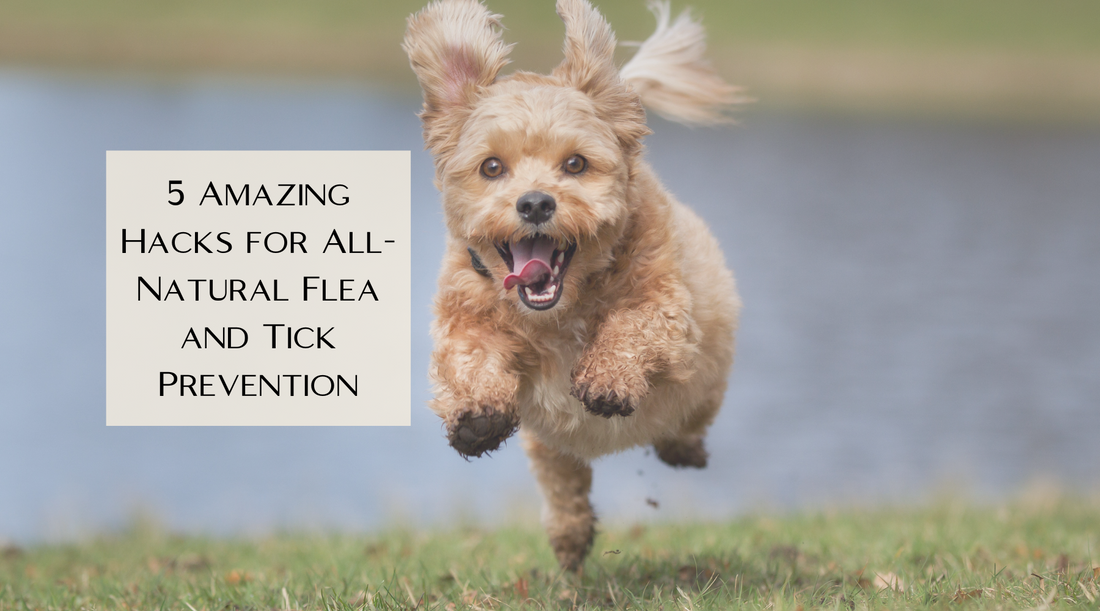 5 Amazing Hacks for All-Natural Flea and Tick Prevention