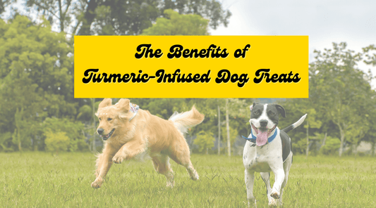 The Benefits of Turmeric-Infused Dog Treats: A Golden Opportunity for Healthier Pets
