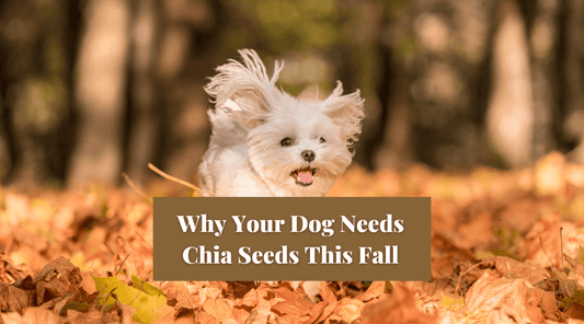 Why Your Dog Needs Chia Seeds This Fall