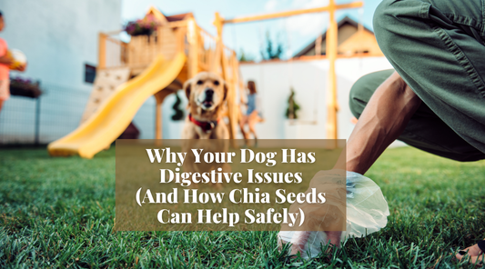Why Your Dog Has Digestive Issues (And How Chia Seeds Can Help Safely)