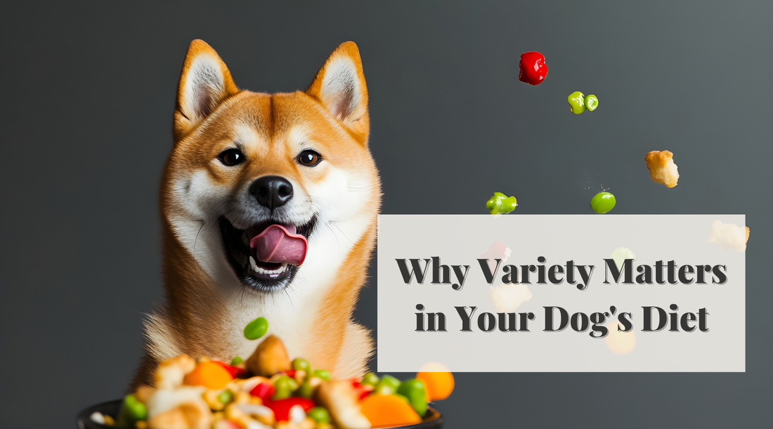 Why Variety Matters in Your Dog's Diet