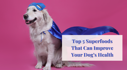Top 5 Superfoods That Can Improve Your Dog's Health