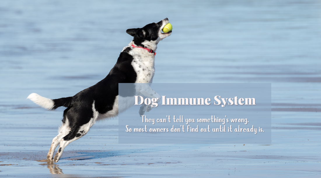 Dog Immune System: No Colds, No Warnings — Until the Vet Visit That Changes Everything