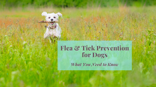 Flea and tick prevention for dogs: the real risks, the common myths, and how to support your dog naturally this season
