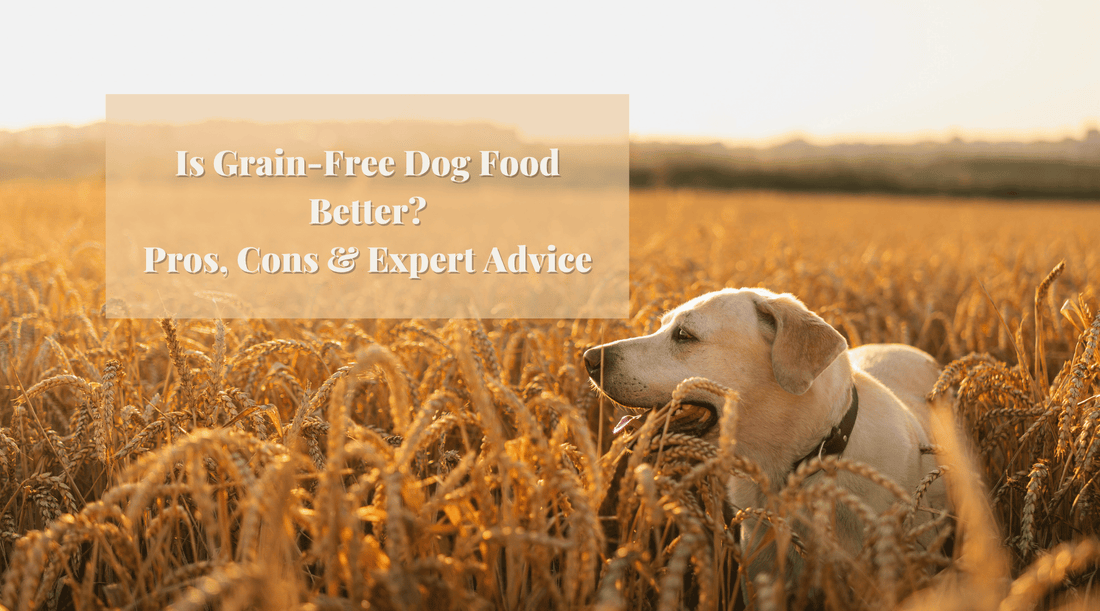 Grain-Free Dog Food: Is It Really Better?