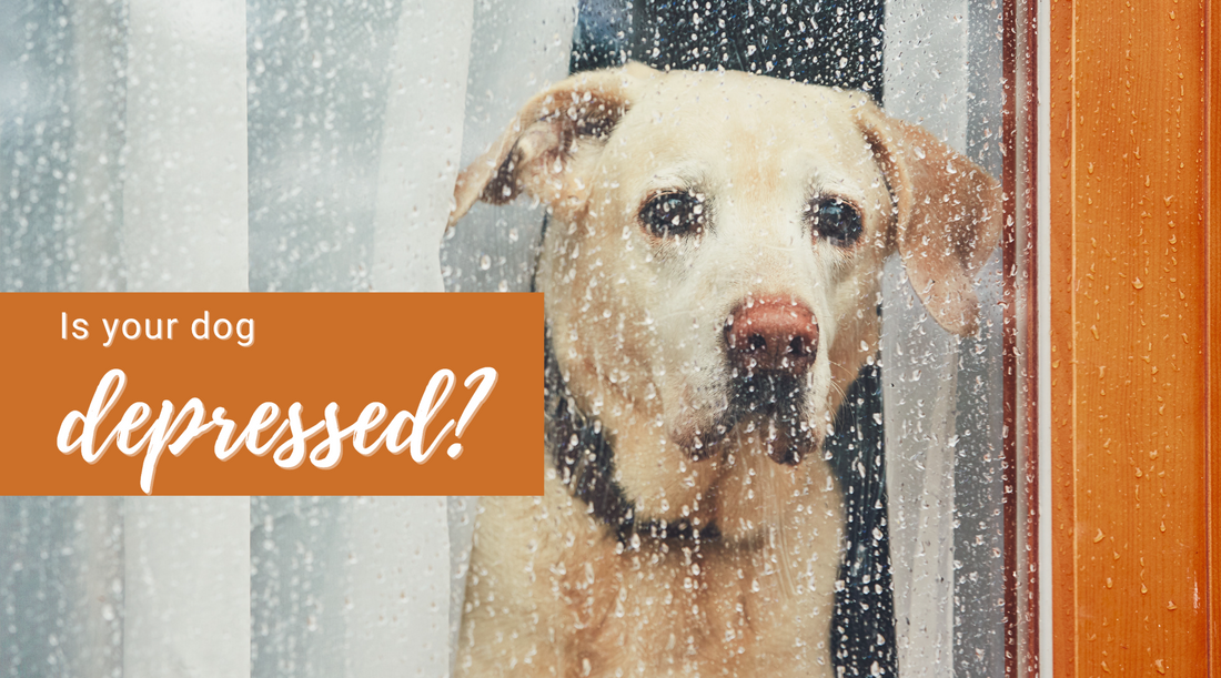 yellow lab looking out window in the rain for blog post 'is your dog depressed' Il Cane Coccolato