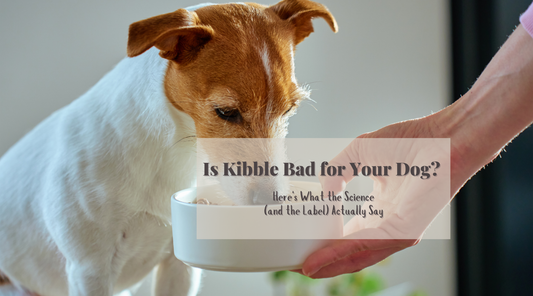 Is Kibble Bad for Your Dog? Here's What the Science (and the Label) Actually Say