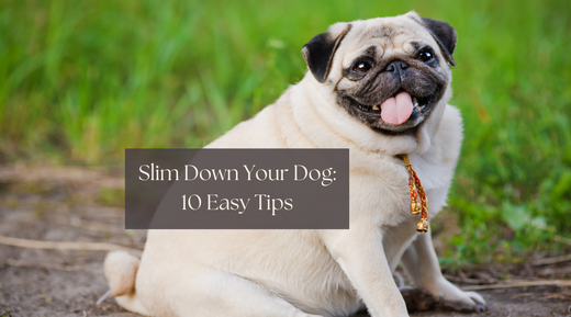 Slim Down Your Dog: 10 Easy Tips