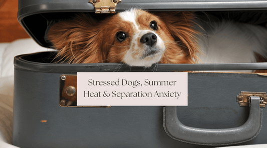 Stressed Dogs, Summer Heat & Separation Anxiety