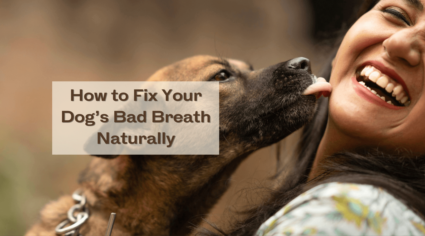 A closer look at Why Does My Dog Have Rotten Breath