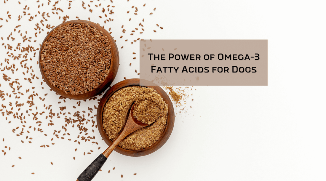 The Power of Omega-3 Fatty Acids for Dogs