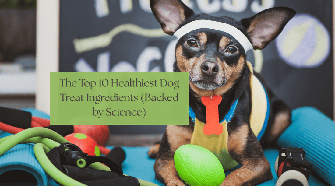 The Top 10 Healthiest Dog Treat Ingredients (Backed by Science)