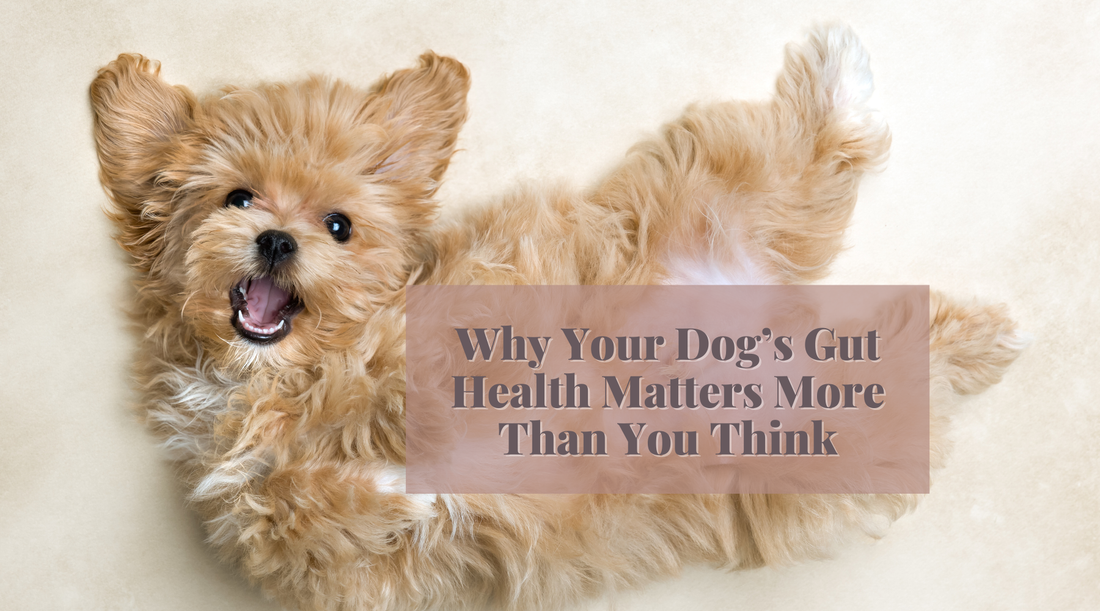 Why Your Dog’s Gut Health Matters More Than You Think