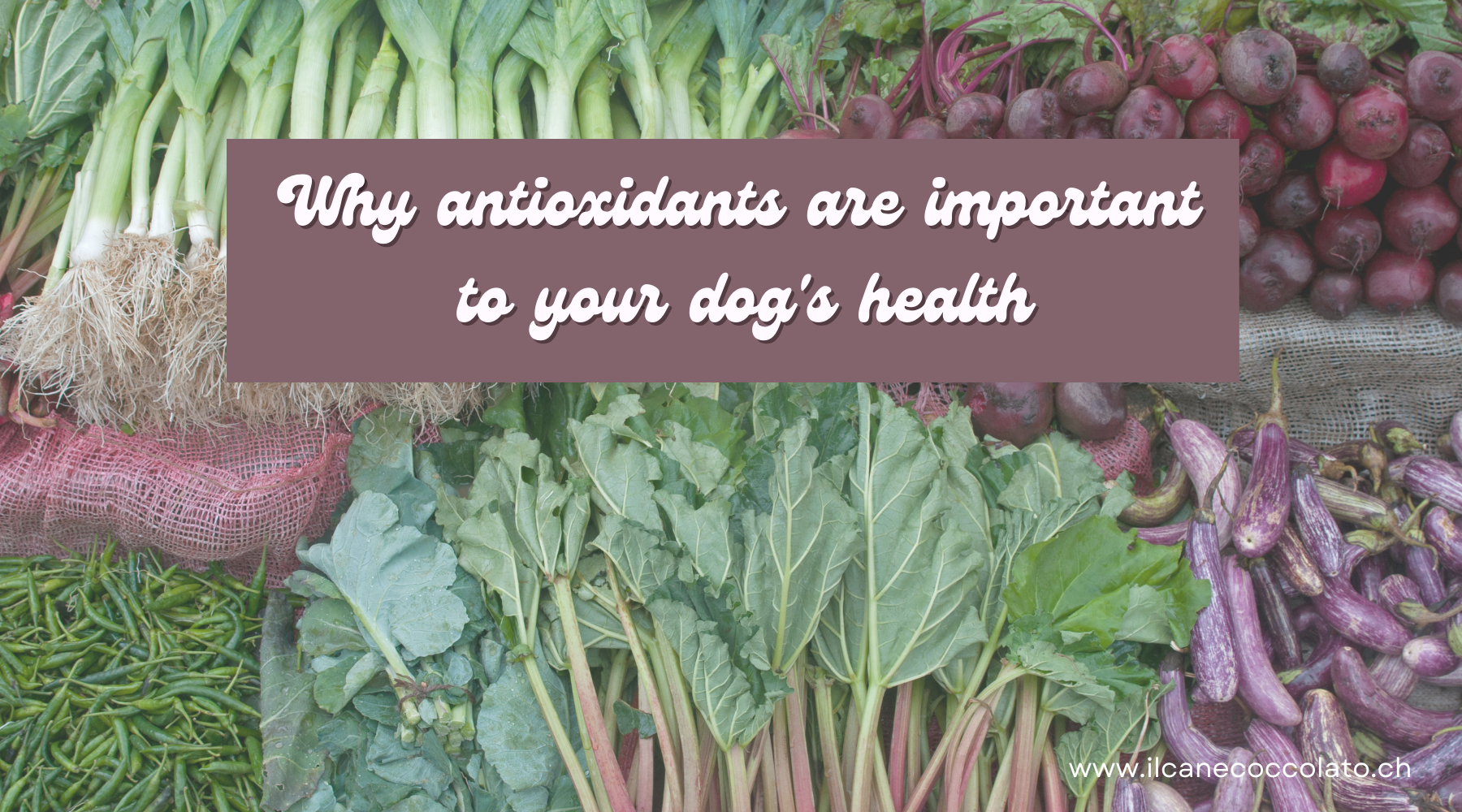 Why antioxidants are important to your dog’s health – The Barkery