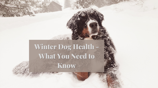 Winter Dog Health - What You Need to Know