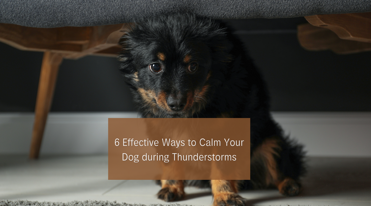 Fresh Look at 6 Effective Ways To Calm Your Dog During Thunderstorms